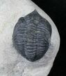 Nice Pseudocryphaeus (Cryphina) Trilobite - #20406-1